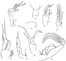 Espce Paraeuchaeta malayensis - Planche 8 de figures morphologiques