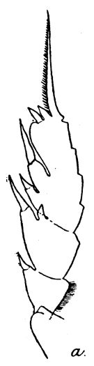 Espce Paraeuchaeta weberi - Planche 5 de figures morphologiques