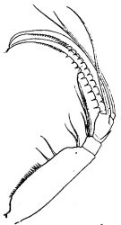 Espce Cornucalanus sewelli - Planche 1 de figures morphologiques