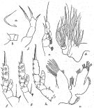 Espce Lophothrix frontalis - Planche 11 de figures morphologiques