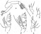 Espce Lophothrix quadrispinosa - Planche 2 de figures morphologiques