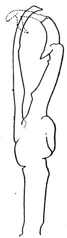 Espce Macandrewella chelipes - Planche 5 de figures morphologiques