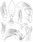Espce Macandrewella scotti - Planche 1 de figures morphologiques