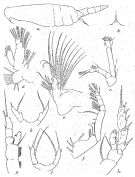 Espce Scaphocalanus elongatus - Planche 3 de figures morphologiques