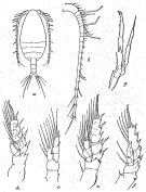 Species Scolecithricella nicobarica - Plate 2 of morphological figures