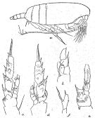 Espce Amallothrix paravalida - Planche 5 de figures morphologiques
