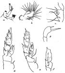 Espce Pseudoamallothrix indica - Planche 2 de figures morphologiques
