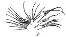 Espce Euchirella curticauda - Planche 6 de figures morphologiques