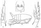 Espce Nannocalanus minor - Planche 9 de figures morphologiques