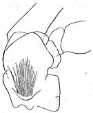 Espce Paraeuchaeta weberi - Planche 6 de figures morphologiques