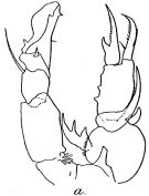 Species Pseudodiaptomus aurivilli - Plate 1 of morphological figures