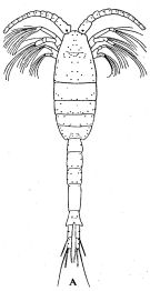 Espce Metridia princeps - Planche 12 de figures morphologiques
