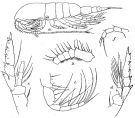 Espce Pleuromamma indica - Planche 3 de figures morphologiques
