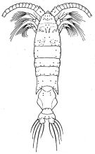 Espce Gaussia sewelli - Planche 3 de figures morphologiques
