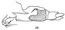 Espce Gaussia sewelli - Planche 4 de figures morphologiques