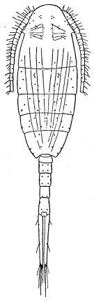 Espce Lucicutia sarsi - Planche 2 de figures morphologiques