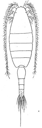 Espce Heterorhabdus papilliger - Planche 7 de figures morphologiques