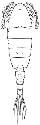 Espce Hemirhabdus grimaldii - Planche 7 de figures morphologiques