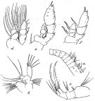 Espce Hemirhabdus grimaldii - Planche 6 de figures morphologiques