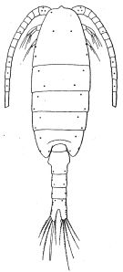 Espce Disseta palumbii - Planche 9 de figures morphologiques