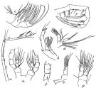 Espce Euaugaptilus nodifrons - Planche 10 de figures morphologiques