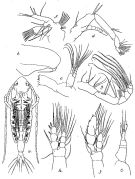 Espce Euaugaptilus indicus - Planche 3 de figures morphologiques