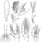Espce Euaugaptilus latifrons - Planche 4 de figures morphologiques