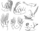 Espce Centraugaptilus horridus - Planche 3 de figures morphologiques