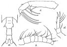 Espce Candacia norvegica - Planche 8 de figures morphologiques