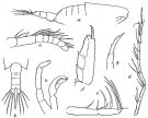 Espce Candacia magna - Planche 6 de figures morphologiques