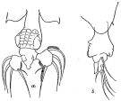 Espce Labidocera detruncata - Planche 2 de figures morphologiques