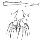 Espce Labidocera madurae - Planche 1 de figures morphologiques