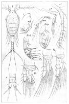 Espce Oithona parvula - Planche 1 de figures morphologiques