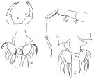 Espce Labidocera pavo - Planche 4 de figures morphologiques