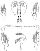 Espce Gaussia sewelli - Planche 1 de figures morphologiques
