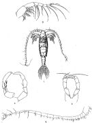 Espce Gaussia sewelli - Planche 2 de figures morphologiques
