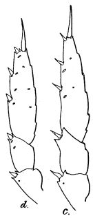 Espce Heterorhabdus clausi - Planche 3 de figures morphologiques