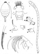 Espce Foxtonia barbatula - Planche 2 de figures morphologiques