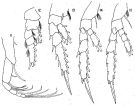 Espce Foxtonia barbatula - Planche 3 de figures morphologiques