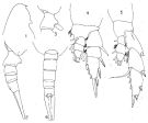 Espce Lucicutia aurita - Planche 2 de figures morphologiques
