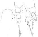 Espce Lucicutia bella - Planche 1 de figures morphologiques