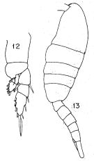 Species Lucicutia clausi - Plate 9 of morphological figures