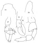 Espce Lucicutia formosa - Planche 1 de figures morphologiques