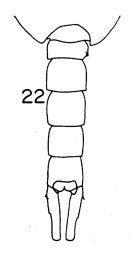 Espce Lucicutia grandis - Planche 4 de figures morphologiques