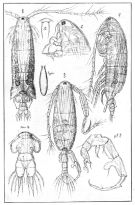 Espce Paracartia grani - Planche 1 de figures morphologiques