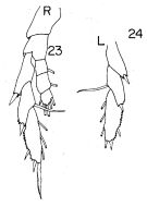 Espce Lucicutia longicornis - Planche 1 de figures morphologiques