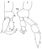 Espce Lucicutia pallida - Planche 2 de figures morphologiques