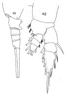 Espce Lucicutia pellucida - Planche 1 de figures morphologiques