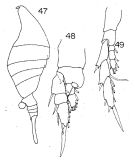 Espce Lucicutia sewelli - Planche 2 de figures morphologiques