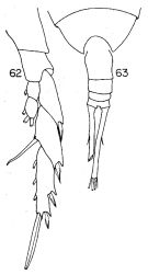 Espce Lucicutia anomala - Planche 2 de figures morphologiques